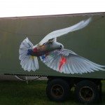 dove