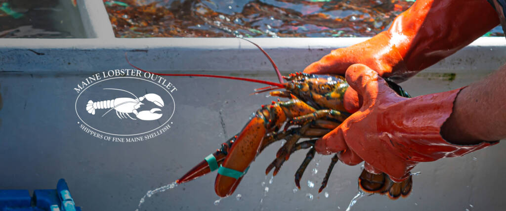 Maine Lobster Hero